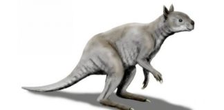 Гигантские кенгуру выживали в ледниковую эпоху благодаря сходству с пандами