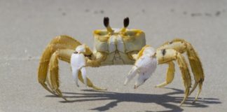 Крабы-призраки отпугивают врагов, грохоча “зубами” в желудке
