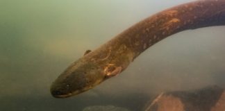 Найдено животное с самым мощным “электрогенератором”