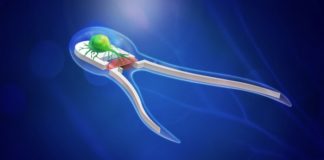 Созданы биороботы с настоящей нервной и мышечной тканью