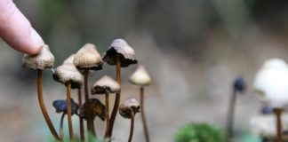 На благо медицины: DARPA хочет избавить галлюциногены от побочных эффектов