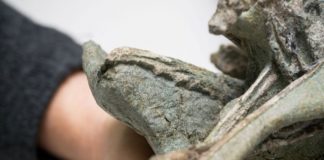 В Новой Зеландии нашли одну из древнейших в мире птиц