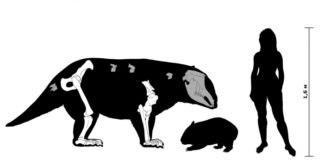 Древние сумчатые весом более тонны ходили с вечно согнутыми локтями