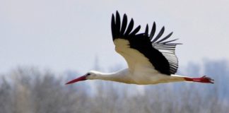 Недостающим элементом головоломки фертильности неожиданно оказался костный мозг