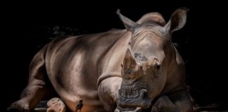 Из зуба носорога выделена самая большая и древняя порция генетической информации