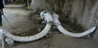 В Мексике найдено самое крупное “кладбище” мамонтов и самые древние ловушки на них