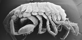 Пасть акулы оказалась идеальным домом для нового вида существ