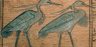 Откуда столько птиц? Древние египтяне мумифицировали миллионы ибисов