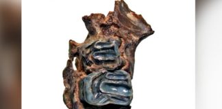 В Приморье нашли останки гигантских вымерших белок-летяг