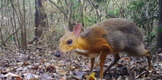 Во Вьетнаме найдены “мышеолени”, считавшиеся пропавшим без вести видом
