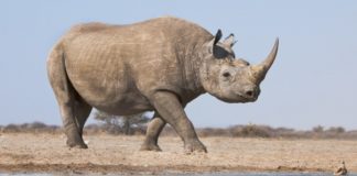 Учёные начали подделывать рога носорогов, чтобы спасти животных от вымирания