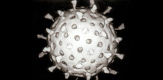 В борьбу с онкологией вступят ослабленные ротавирусы