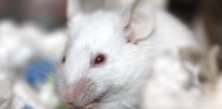 Биохимики обратили вспять признаки умственной отсталости при синдроме Дауна