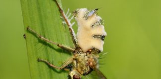 Жуткий паразитический гриб превращает своего хозяина в пушку