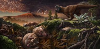 Жевание у млекопитающих отделилось от слуха ещё в мезозое