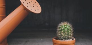 Испытывая стресс, растения “кричат”