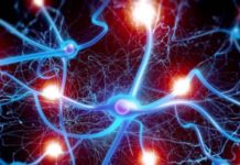 Нейронаука открывает черный ящик искусственного интеллекта Neironauka