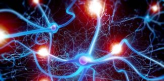 Нейронаука открывает черный ящик искусственного интеллекта Neironauka